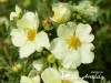 Sidabražolė krūminė 'Cream'issima' (lot. Potentilla fruticosa)
